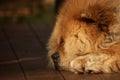 Sleeping cute chow dog