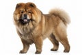 Cute chow chow dog in studio, created with generative AI