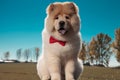 Cute chow chow puppy dog sitting and panting Royalty Free Stock Photo
