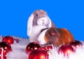 Cute christmas animals. Xmas pet animal guinea pig lop rabbit