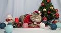 A cute Christmas cat. Christmas and New Year celebration concept Royalty Free Stock Photo