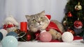 A cute Christmas cat. Christmas and New Year celebration concept Royalty Free Stock Photo