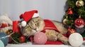 A cute Christmas cat. Christmas and New Year celebration concept Royalty Free Stock Photo