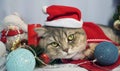 A cute Christmas cat. Christmas and New Year celebration concept Royalty Free Stock Photo