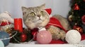 A cute Christmas cat. Christmas and New Year celebration concept Royalty Free Stock Photo