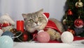 A cute Christmas cat. Christmas and New Year celebration concept Royalty Free Stock Photo