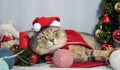 A cute Christmas cat. Christmas and New Year celebration concept Royalty Free Stock Photo