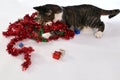 Cute Christmas cat playing with christmas wreath Royalty Free Stock Photo