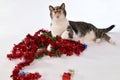 Cute Christmas cat playing with christmas wreath Royalty Free Stock Photo