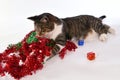 Cute Christmas cat playing with christmas wreath Royalty Free Stock Photo