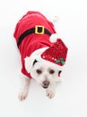Cute Christmas dog Royalty Free Stock Photo