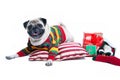 Cute Christmas dog Royalty Free Stock Photo