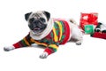 Cute Christmas dog Royalty Free Stock Photo