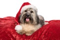 Cute Christmas dog with a Santa hat is lying on a red blanket