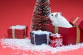 Cute christmas hamster inside box near christmas tree Royalty Free Stock Photo