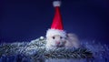 Cute Christmas hamster in the snow and with a Christmas tree Royalty Free Stock Photo