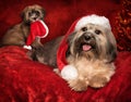 Cute Christmas Havanese dog and puppy on greeting card design Royalty Free Stock Photo