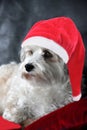 Cute Christmas Havanese dog with a red Santa hat Royalty Free Stock Photo