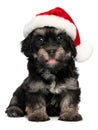 Cute Christmas havanese puppy dog Royalty Free Stock Photo