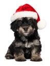 Cute Christmas havanese puppy dog Royalty Free Stock Photo