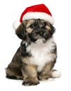 Cute Christmas Havanese puppy dog with a Santa hat Royalty Free Stock Photo