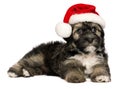 Cute Christmas Havanese puppy dog with a Santa hat Royalty Free Stock Photo