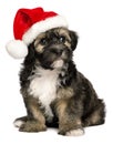 Cute Christmas Havanese puppy dog with a Santa hat Royalty Free Stock Photo