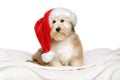 Cute Christmas Havanese puppy on a white bedspread Royalty Free Stock Photo