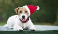 Cute christmas holiday happy smiling santa pet dog puppy on green background