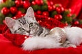 Cute christmas kitten on red background