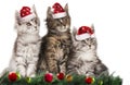 Cute christmas kitten with santa hats Royalty Free Stock Photo