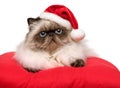 Cute Christmas persian colourpoint cat in a Santa hat Royalty Free Stock Photo