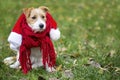 Cute christmas pet dog wearing red santa hat and scarf Royalty Free Stock Photo