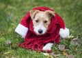 Cute christmas pet dog wearing a scarf and santa hat Royalty Free Stock Photo