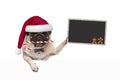 Cute Christmas pug dog with santa hat and candy cane, holding blankboard sign in paw