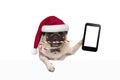 Cute Christmas pug dog with santa hat and candy cane, holding up mobile smart phone, paw leaning on white banner Royalty Free Stock Photo