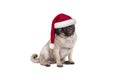 Cute Christmas pug puppy dog with Santa hat, sitting down Royalty Free Stock Photo