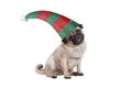 Cute Christmas pug puppy dog, sitting down wearing red and green elf hat Royalty Free Stock Photo