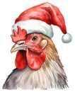 Cute Christmas rooster head in red Santa hat isolated on white background. Winter farm chicken watercolor illustration