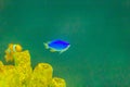 Cute Chrysiptera cyanea fish, also known as blue damselfish, blu Royalty Free Stock Photo