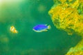 Cute Chrysiptera cyanea fish, also known as blue damselfish, blu Royalty Free Stock Photo