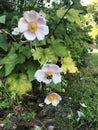 The cute chubby bee pollinates the Anemone Hybrida. Royalty Free Stock Photo