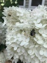 The cute chubby bee pollinates the white hydrangea. Royalty Free Stock Photo