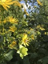 The cute chubby bee pollinates the yellow flower. Royalty Free Stock Photo