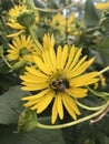 The cute chubby bee pollinates the yellow flower. Royalty Free Stock Photo