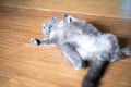 Cute chubby cat sleeping on wooden floor at home Royalty Free Stock Photo