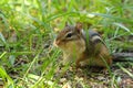 Cute Chubby Chipmunk Royalty Free Stock Photo