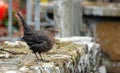 Cute chubby female blackbird perched on a mossy stone wall with a blurred background outdoors