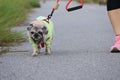 A cute chubby pug dog walks for exercise in the park with his owner on a leash. Royalty Free Stock Photo