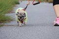 A cute chubby pug dog walks for exercise in the park with his owner on a leash. Royalty Free Stock Photo